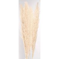 Pampas 18013